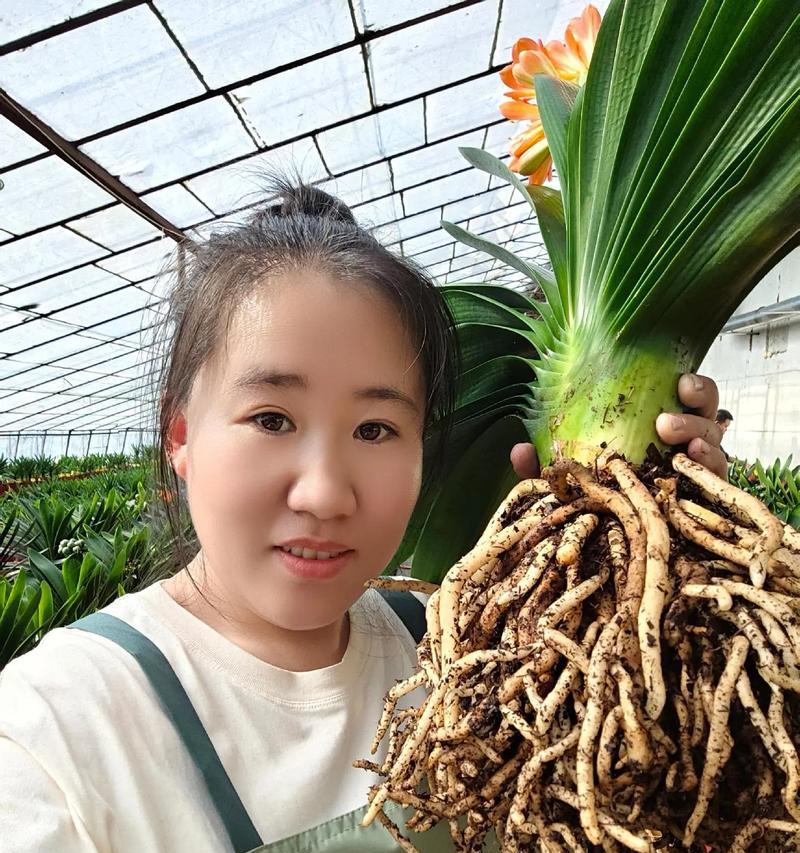 君子兰换土时如何促进根部发芽？操作步骤是什么？