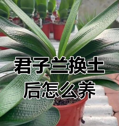 君子兰换土时如何促进根部发芽？操作步骤是什么？