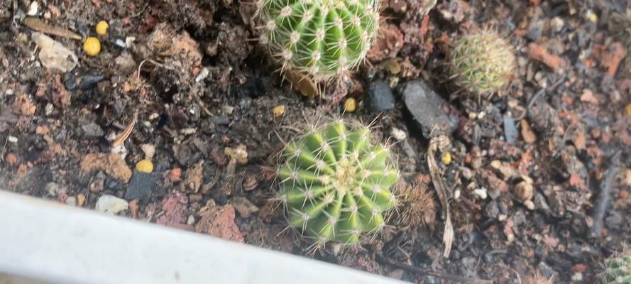仙人球插枝方法及存活秘诀？
