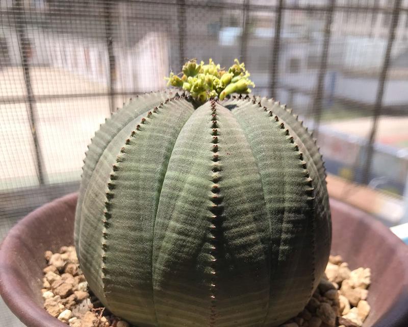 羊角仙人球中哪些品种最为推荐？它们的特点是什么？