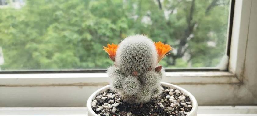 盆栽仙人球养护技巧有哪些？如何保持其圆嫩饱满？