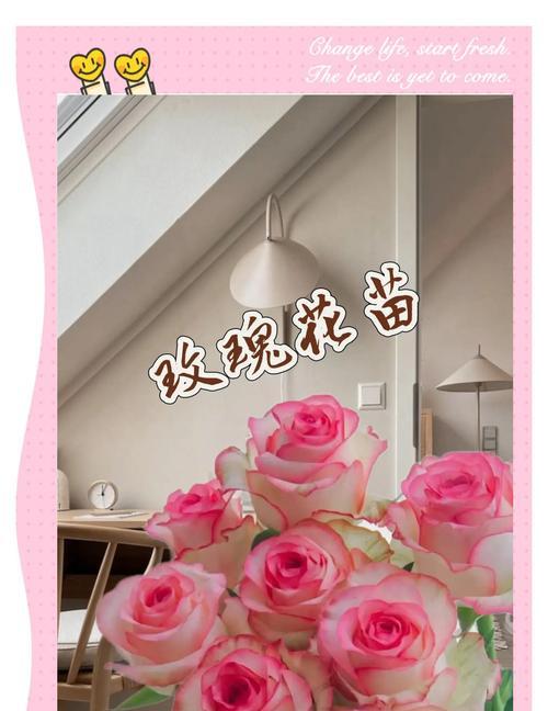玫瑰花新芽促花的有效方法是什么？