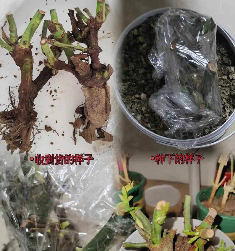 玫瑰花新芽促花的有效方法是什么？