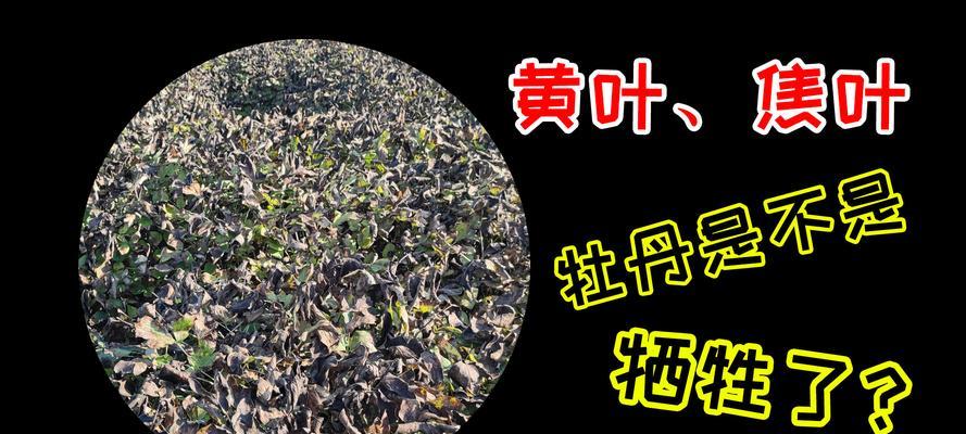 半枯萎牡丹花的外观特征是什么？