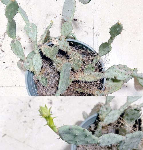 结果仙人掌苗带盆的养护要点是什么？有哪些特别的注意事项？