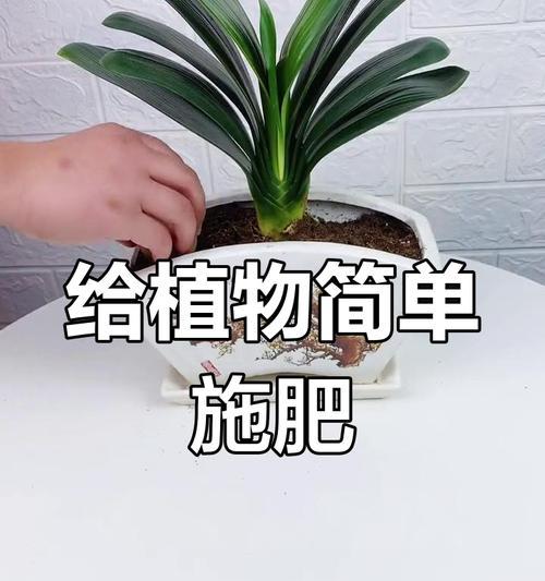 君子兰开花后如何护理？开花后多久需要施肥？