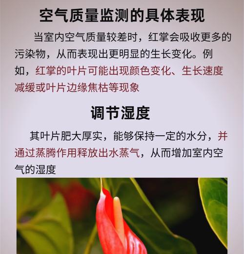 红花仙人掌新入手后如何照料？