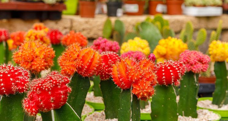 红花仙人掌新入手后如何照料？