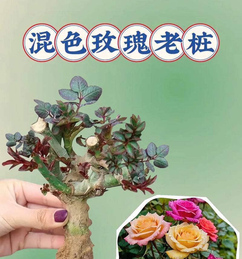 假保湿玫瑰花适合哪种花盆？如何搭配？