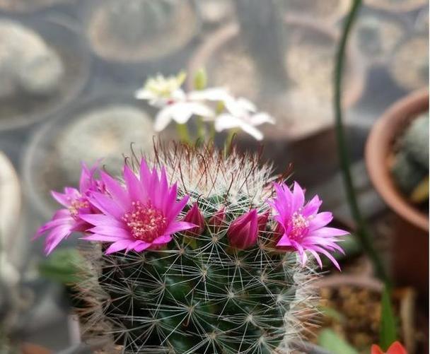 彩草仙人球的花苞特征是什么？
