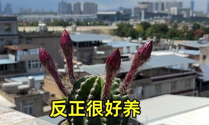 彩草仙人球的花苞特征是什么？