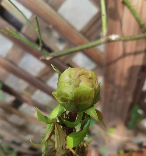 牡丹花快速开花的原因是什么？