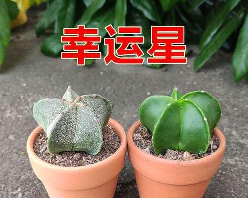 金冠仙人球的修剪方法是什么？修剪时应注意哪些事项？