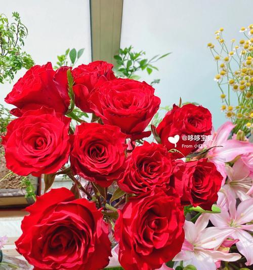 高原红玫瑰花打顶的目的是什么？