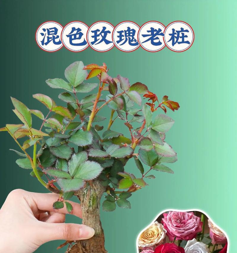 玫瑰花盆景种植方法是什么？