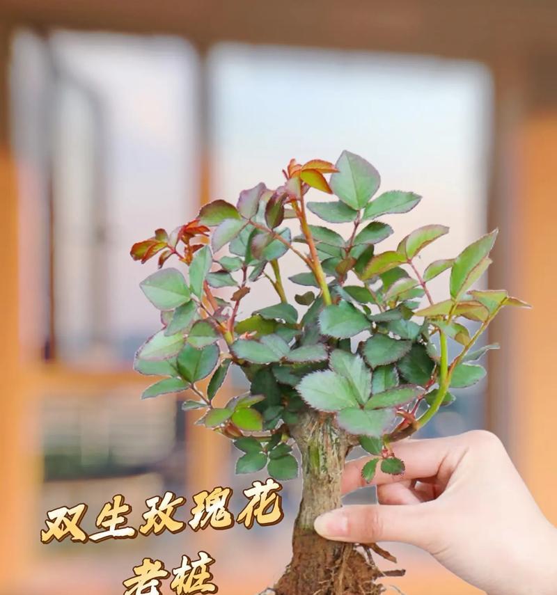 玫瑰花盆景种植方法是什么？