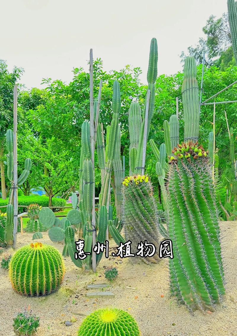 长条仙人掌怎么管理好看？如何保持长条仙人掌的美观？