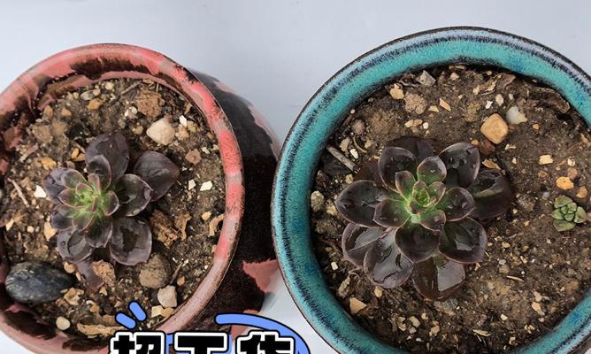 仙人球花盆巧克力的种植方法是什么？