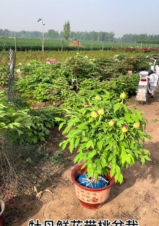 独杆牡丹花种植方法是什么？