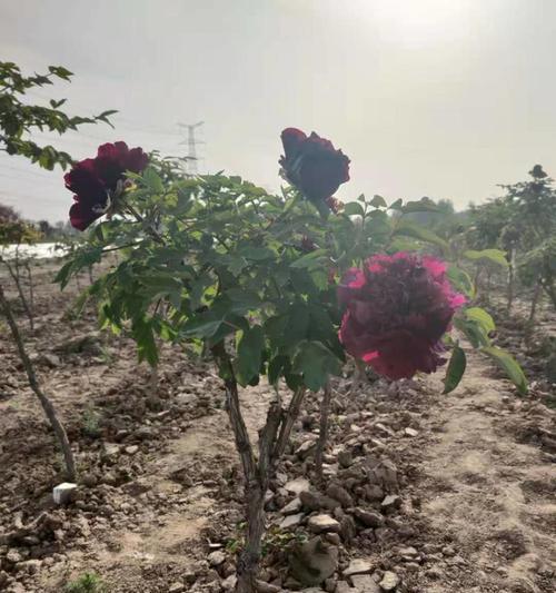 独杆牡丹花种植方法是什么？