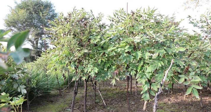 独杆牡丹花种植方法是什么？