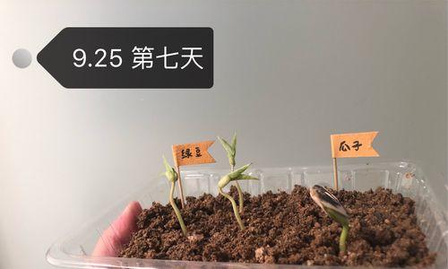 仙人球种植失败的原因是什么？如何改善种植效果？