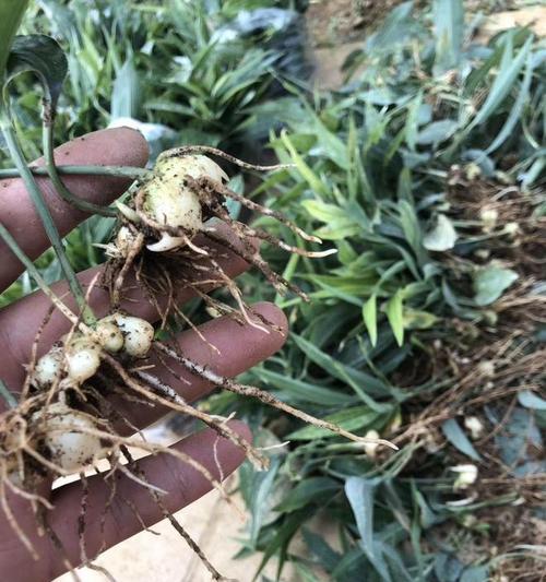 仙人球种植失败的原因是什么？如何改善种植效果？