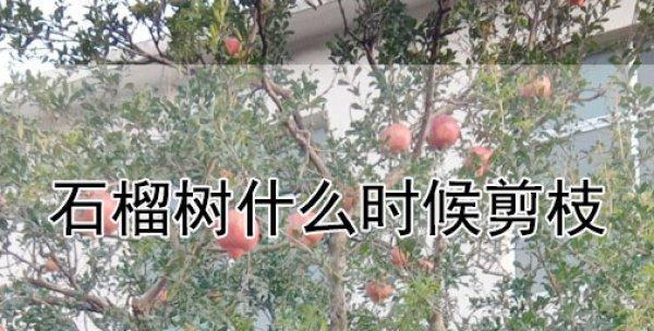 仙人球种植失败的原因是什么？如何改善种植效果？