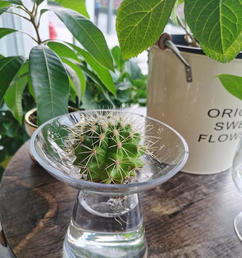 发财仙人掌的浇水和施肥技巧是什么？