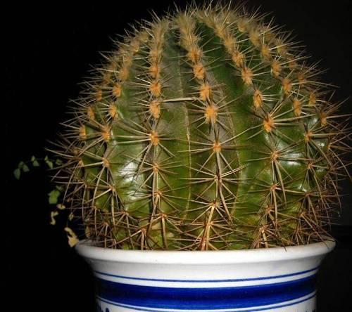 金虎仙人球如何选择合适花盆？