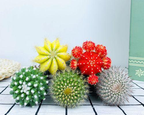 仙人球盆栽在家居中的作用是什么？