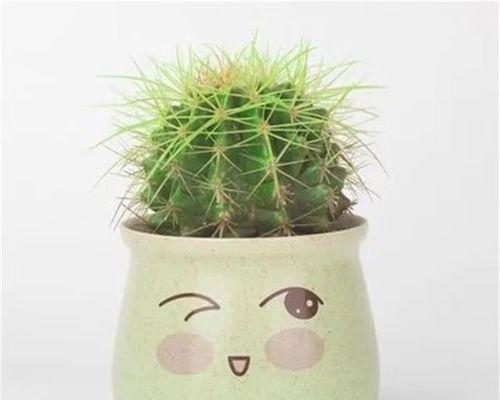 盆栽仙人掌土壤的配制方法？