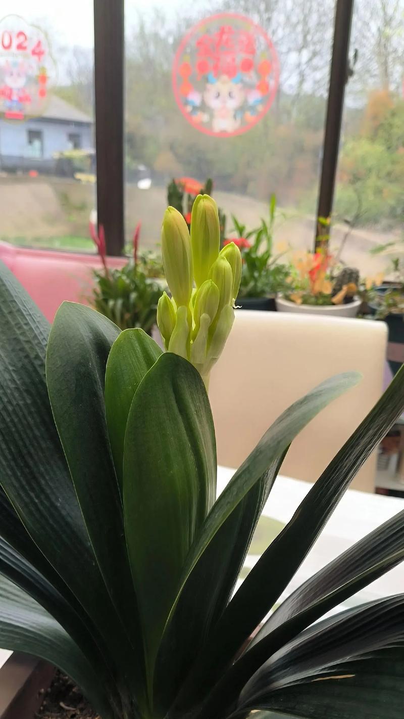 君子兰开花后死亡的原因是什么？