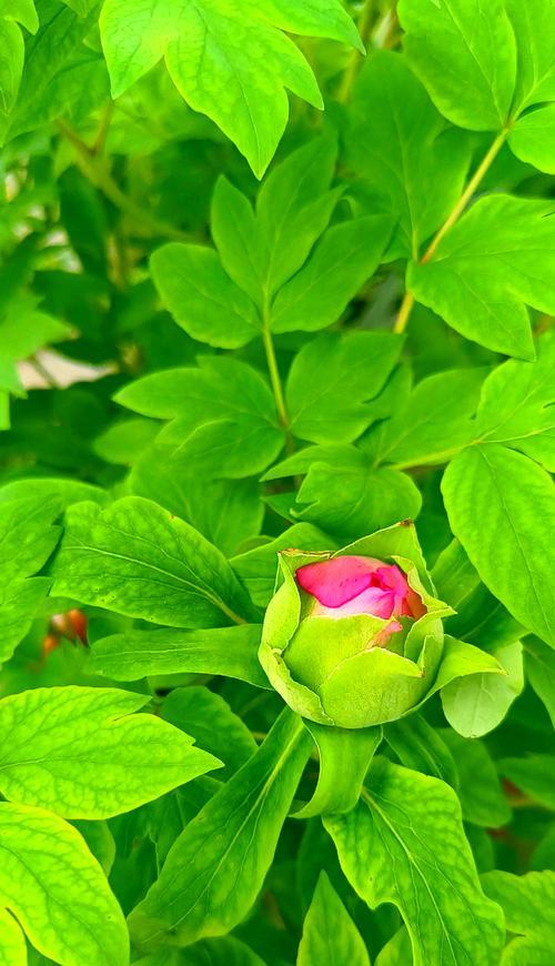 牡丹花养护新芽需要注意什么？