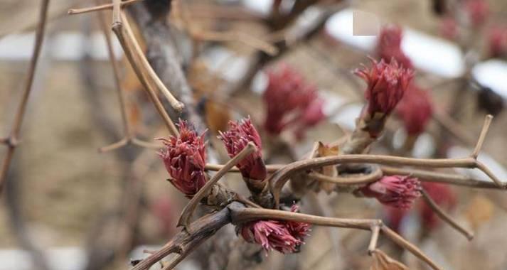 牡丹花养护新芽需要注意什么？