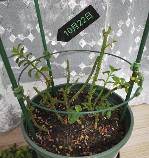 牡丹花养护新芽需要注意什么？