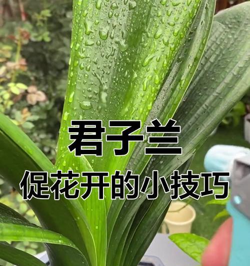 君子兰不开花的原因及解决办法是什么？