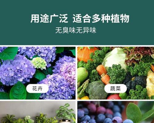 君子兰不开花的原因及解决办法是什么？