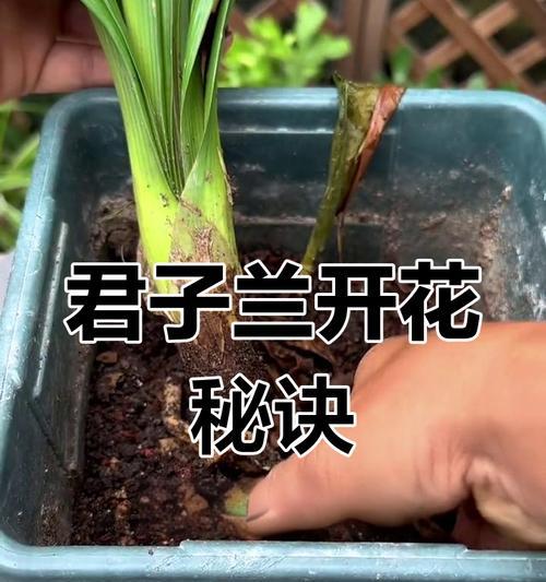 君子兰不开花的原因及解决办法是什么？