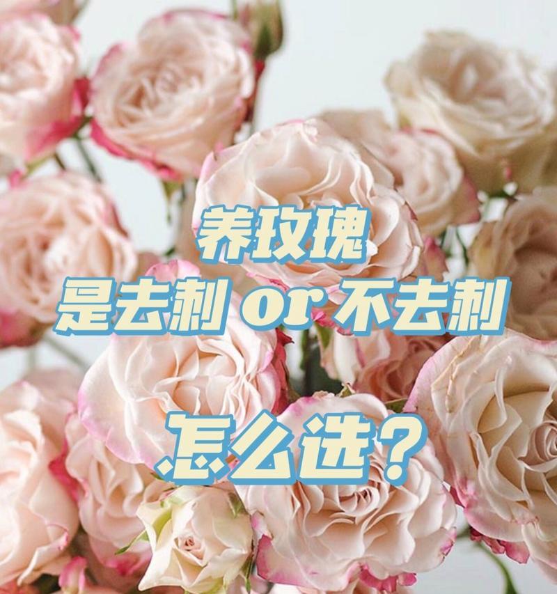 玫瑰花去刺后开花的原理是什么？