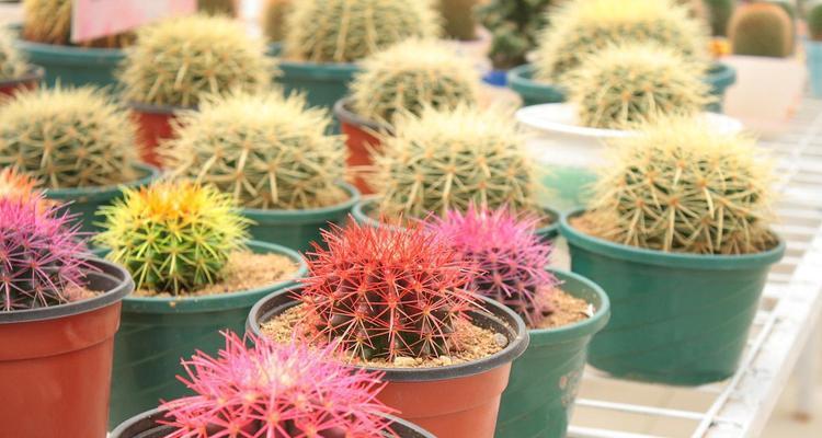 仙人球花的养护方法是什么？