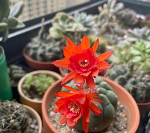 仙人球开花不长个的原因是什么？