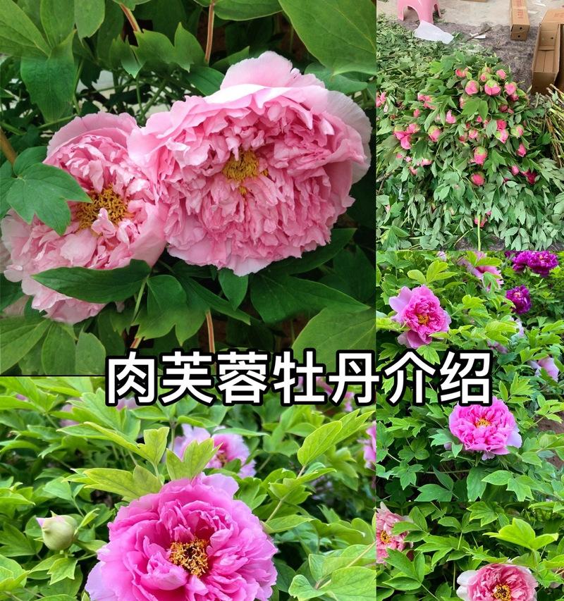 牡丹花有花蕾无叶子的原因及解决办法是什么？