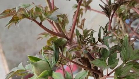 牡丹花有花蕾无叶子的原因及解决办法是什么？