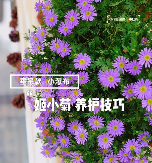 君子兰绿佛手品种的养护技巧是什么？