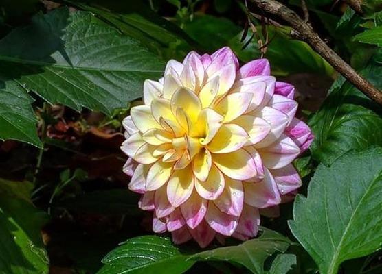 君子兰大梨花的养护和管理方法是什么？如何保持其健康？