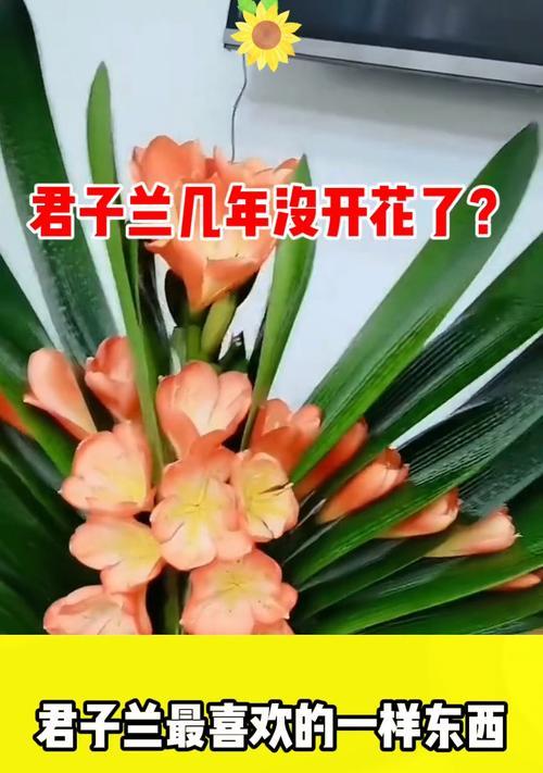 如何让君子兰春节前开花？
