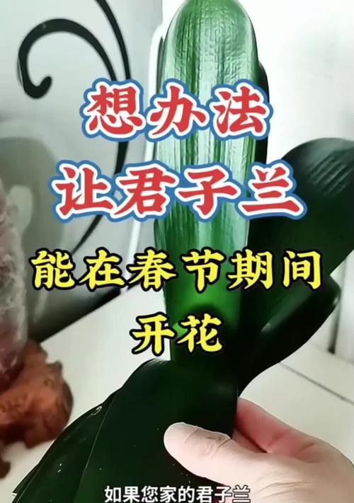 如何让君子兰春节前开花？