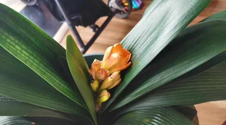 如何让君子兰春节前开花？