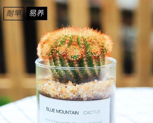 南国玉仙人球开花少怎么办？养护技巧有哪些？